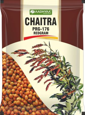 Redgram Chitra